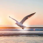seagull dream meaning