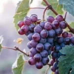 Purple Grapes Dream Meaning
