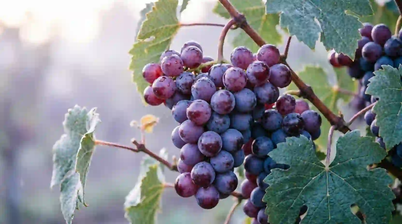 Purple Grapes Dream Meaning