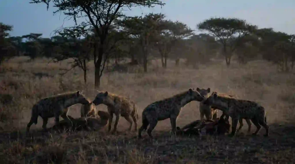 What Does It Mean Spiritually When You Keep Dreaming About Hyenas?