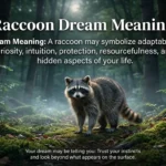 Raccoon Dream Meaning